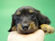 カニンヘンダックス 子犬 ブラックタン女の子 カニンヘンダックス 子犬 ブラックタン女の子