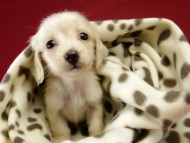 カニンヘン ダックスフンド ピュアクリーム女の子 カニンヘン ダックスフンド ピュアクリーム女の子