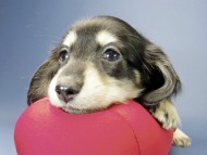 カニンヘン ダックスフンド 子犬 ブラッククリーム 女の子 カニンヘン ダックスフンド 子犬 ブラッククリーム 女の子