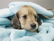 カニンヘン ダックスフンド 子犬 シェーデットクリーム 男の子