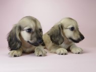 カニンヘン ダックスフンド シェーデットクリーム 男の子達