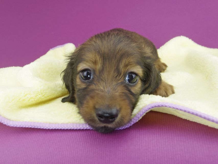 カニンヘンダックスフンド スワン & ジムダンディの子犬 レッド 男の子