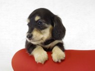 カニヘンダックス ブラッククリーム女の子 カニヘンダックス ブラッククリーム女の子