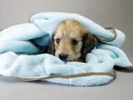 カニンヘン ダックスフンド 子犬 シェーデットクリーム 男の子