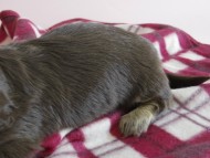 カニヘン　子犬　チョコクリ　女の子