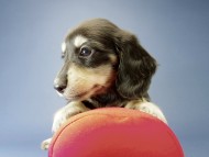 カニンヘン ダックスフンド 子犬 ブラッククリーム 女の子