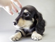 カニンヘン ダックスフンド 子犬 ブラッククリーム 女の子