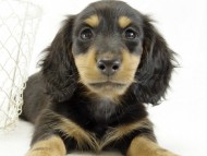 カニンヘンダックス　子犬　ブラックタン男の子