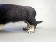 カニンヘン ダックスフンド 子犬 ブラッククリーム 女の子