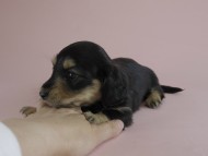 カニヘン　子犬　ブラクリ　女の子