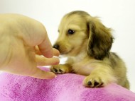 カニヘンダックス　子犬　シェーデットクリーム男の子