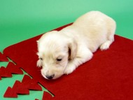 カニンヘンダックス 子犬 クリーム女の子 カニンヘンダックス 子犬 クリーム女の子