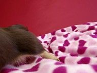 カニヘンダックス　仔犬　チョコ＆クリーム女の子