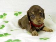 カニヘンダックス　子犬　チョコクリーム　女の子