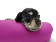 カニンヘン ダックスフンド 子犬 ブラッククリーム 女の子