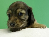 カニヘンダックス　子犬　シェーデットクリーム男の子