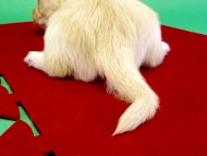 カニンヘンダックス 子犬 クリーム女の子 カニンヘンダックス 子犬 クリーム女の子