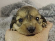 ミニチュワ　子犬　Ｓクリーム女の子