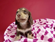 カニヘンダックス　仔犬　チョコ＆クリーム女の子