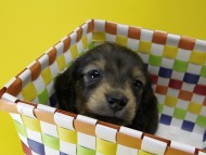 カニンヘン ダックスフンド 子犬 シェーデットクリーム 男の子