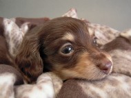 カニヘン子犬　チョコクリ女の子　香川県・Ｔ様