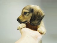 カニンヘンダックスフンド クリーム 子犬 女の子♪ カニンヘンダックスフンド クリーム 子犬 女の子♪