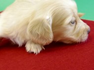 カニンヘンダックス　子犬　クリーム女の子