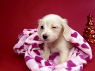 カニヘン ダックスフンド 子犬 ピュアクリーム女の子 カニヘン ダックスフンド 子犬 ピュアクリーム女の子