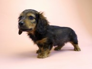 カニンヘン ダックスフンド 子犬 シェーデットレット 男の子