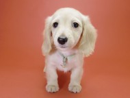 カニンヘン サリーTi & クッキーの赤ちゃん ピュアクリーム 男の子①