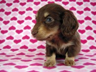 カニヘン　子犬　チョコクリ女の子　香川県・Ｔ様