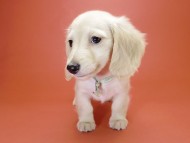 カニンヘン サリーTi & クッキーの赤ちゃん ピュアクリーム 男の子① カニンヘン サリーTi & クッキーの赤ちゃん ピュアクリーム 男の子①