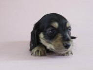 カニヘン　子犬　ブラクリ　女の子