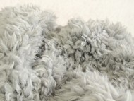 ミニチュワ　子犬　レット男の子