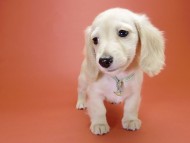 カニンヘン サリーTi & クッキーの赤ちゃん ピュアクリーム 男の子①