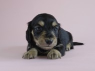 カニヘン 子犬 ブラクリ 女の子 カニヘン 子犬 ブラクリ 女の子