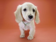 カニンヘン サリーTi & クッキーの赤ちゃん ピュアクリーム 男の子① カニンヘン サリーTi & クッキーの赤ちゃん ピュアクリーム 男の子①