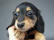 カニヘン 仔犬 ブラタン女の子 カニヘン 仔犬 ブラタン女の子