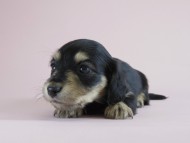 カニヘン　子犬　ブラクリ　女の子