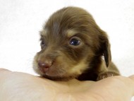 カニンヘン ダックスフンド　チョコクリーム女の子