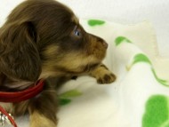 カニヘンダックス　子犬　チョコクリーム　女の子