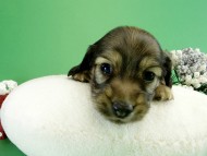 カニヘンダックス　子犬　シェーデットクリーム男の子