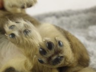 ミニチュワ　子犬　Ｓクリーム女の子