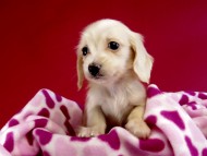 カニヘン ダックスフンド 子犬 ピュアクリーム女の子 カニヘン ダックスフンド 子犬 ピュアクリーム女の子