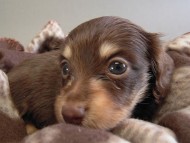 カニヘン子犬　チョコクリ女の子　香川県・Ｔ様