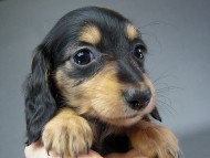 カニヘン 仔犬 ブラタン女の子 カニヘン 仔犬 ブラタン女の子