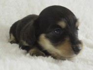 カニンヘン 子犬 ブラクリ女の子 カニンヘン 子犬 ブラクリ女の子