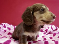 カニヘンダックス　仔犬　チョコ＆クリーム女の子