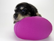 カニンヘン ダックスフンド 子犬 ブラッククリーム 女の子