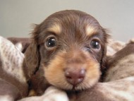 カニヘン子犬　チョコクリ女の子　香川県・Ｔ様